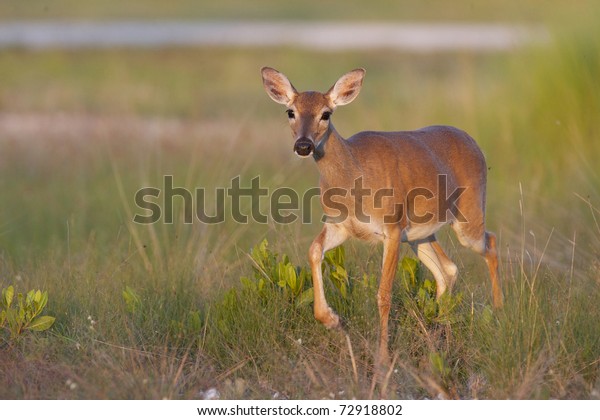 Endangered\
Key Deer walking in high grass in Florida\
Keys