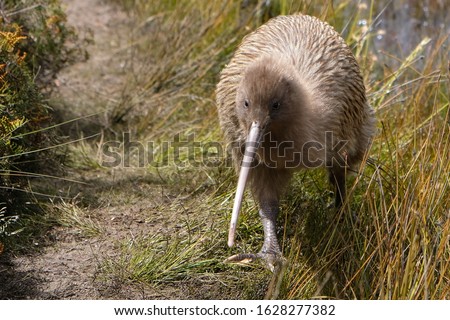 Endangered kiwi bird during day time