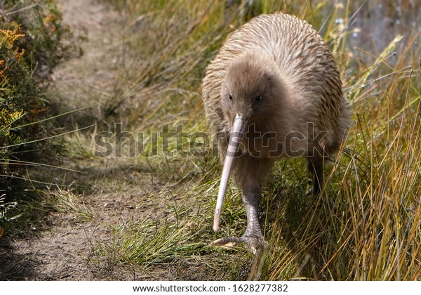 Endangered kiwi bird during day\
time
