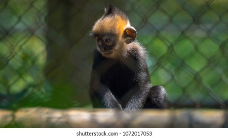 Endangered Langur At Rehabilitation Center In North Vietnam