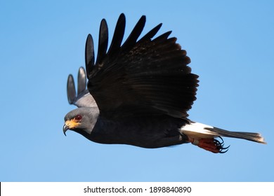 Endangered Male Everglades Snail Kite Hunting