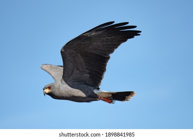 Endangered Male Everglades Snail Kite Hunting