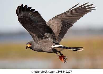 Endangered Male Everglades Snail Kite Hunting