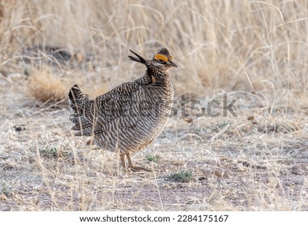 An endangered male Lesser Prairie-Chicken on a spring booming grounds in southern New Mexico.