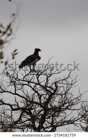 Endangered martial eagle on tree