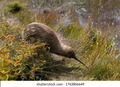 Endangered New Zealand Kiwi Bird Stretching 