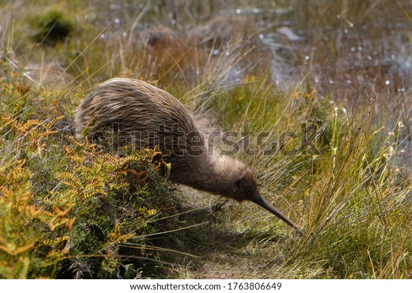 Endangered New Zealand\
kiwi bird stretching\
