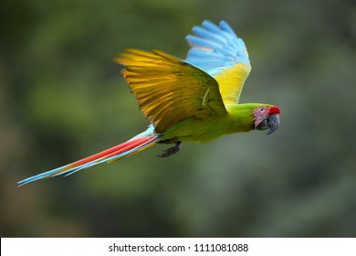 Endangered Parrot, Great Green Macaw, Ara Ambiguus, Also Known As Buffon's Macaw. Green-yellow, Wild Tropical Forest Parrot, Flying With Outstretched Wings Against Blurred Background. 