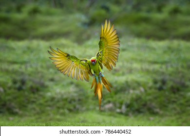 fordom Samarbejdsvillig Ved daggry Yellow Headed Amazon Images, Stock Photos & Vectors | Shutterstock