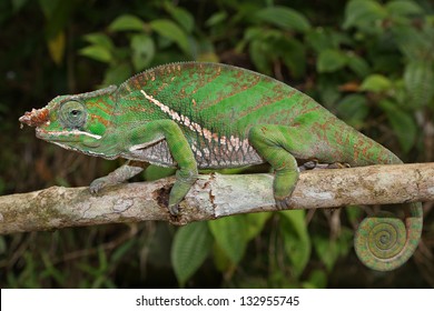 ENDANGERED Rainforest Or Two-banded Chameleon (Furcifer Balteatus) Stalking Insects In A Tree In The Wilds Of Madagascar (Ranomafana National Park).  Leaves, Branch, Forest, Foliage, Tree, Rain.