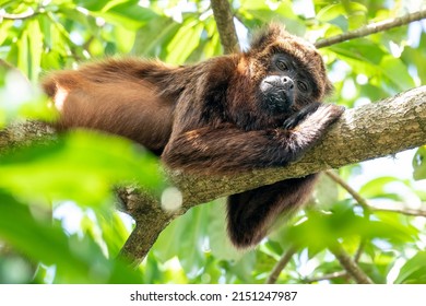 An endangered and rare Brown Howler is sleeping on a branch in the Botanical Gardens in São Paulo, São Paulo State, Brazil