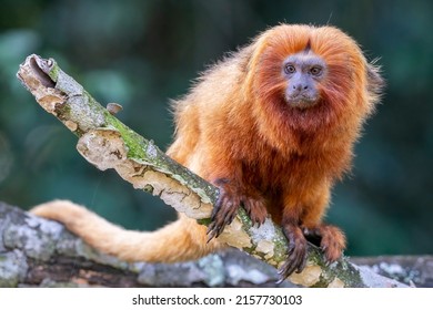 An endangered and rare Golden Lion Tamarin is curiously looking towards the left in a forest near Unamar, Rio de Janeiro State, Brazil