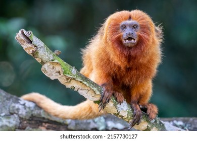 An endangered and rare Golden Lion Tamarin is curiously looking towards the camera in a forest near Unamar, Rio de Janeiro State, Brazil
