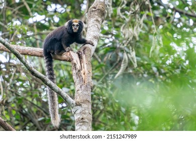 An endangered and rare White-eared Marmoset, also called Buffy-tufted Marmoset, is watching towards the photographer from a branch in Nazare Paulista, São Paulo State, Brazil