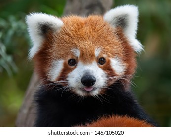 Endangered Red Panda in Captivity - Shutterstock ID 1467105020