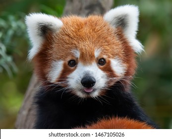 23,810 Red panda image Images, Stock Photos & Vectors | Shutterstock