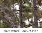 Endangered red-cockaded woodpecker on the side of a pine tree