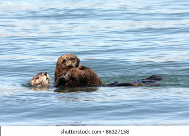 Endangered Sea Otter Enhydra Lutris Nereis Stock Photo 86327158 ...