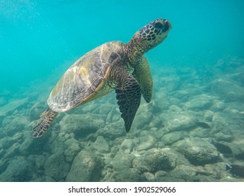 An Endangered Sea Turtle In Turquoise Blue Clear Waters Of Hawaii Swims Across The Stony Seabed