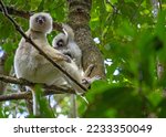 ENDANGERED SILKY SIFAKA IN THE RAIN FOREST OF MADAGASCAR