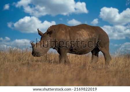 an endangered Single square lipped White Rhino walking and grazing in the brown dead field during the winter months during a Safari drive. De horned to stop poachers from poaching 