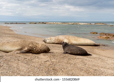 Endangered Southern Elephant Seal (or Sea Elephant) Family. Pup, Mother And Father, Napping On The Patagonian Coast Of Chubut, Argentina. Mirounga Leonina