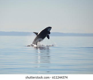 An endangered Southern Resident Killer Whale breaches in the tranquil waters near Salmon Bank off the coastline of San Juan Island, Washington.