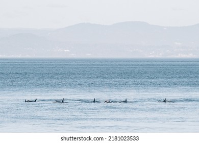 Endangered Southern Resident Killer Whales Off San Juan Island