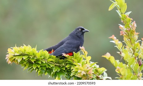 Endangered Species Hypopyrrhus Pyrohypogaster Red-bellied Grackle