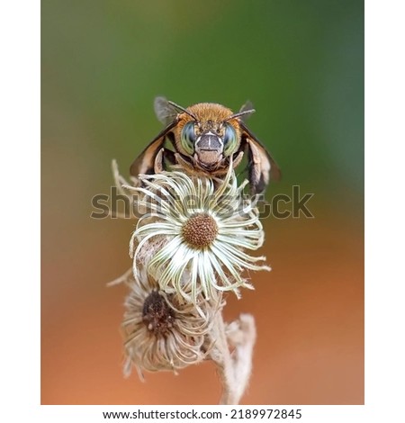 Similar – Begegnung Natur Frühling