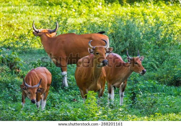Endangered\
species in IUCN Red List of Threatened Species Banteng (Bos\
javanicus) family was beware in group position in real nature at\
Hui Kha Kheang  wildlife sanctuary in\
Thailand