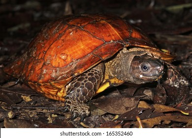 Spiny turtle Images, Stock Photos & Vectors | Shutterstock