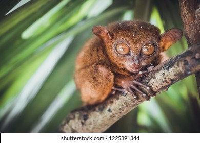 Endangered Tarsier in Bohol Tarsier sanctuary, Cebu, Philippines. Cute Tarsius monkey with big eyes sitting on a branch with green leaves. The smallest primate Carlito syrichta in nature.