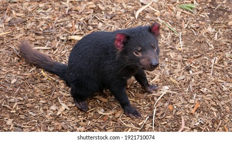 Endangered Tasmanian Devil in its enclosure at a wildlife park