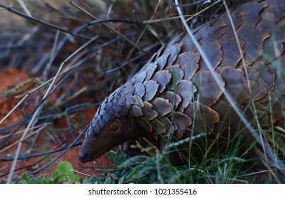 An endangered Temminck's Pangolin