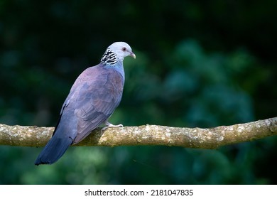 nilgiri wood pigeon