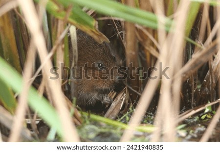 An endangered Water Vole, Arvicola amphibius, hidden in the reeds at the edge of a pond feeding on water plants. The water vole is under serious threat from habitat loss and predation by mink.