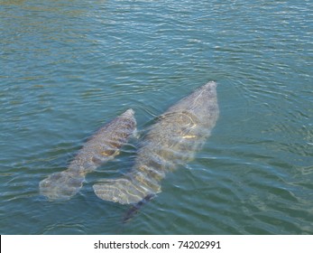 An Endangered West Indian Manatee Mother And Her Young In Crystal River, Florida, Show Scars From Boat Propellers. The Mother Is Trailing Algae.