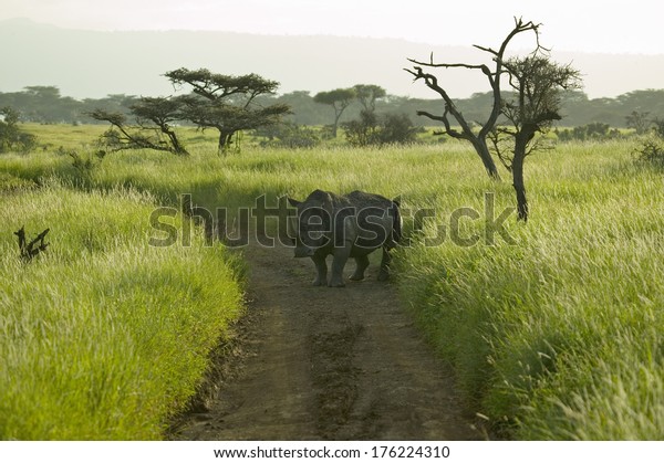 Endangered White Rhino in the middle\
of the road of Lewa Wildlife Conservancy, North Kenya,\
Africa