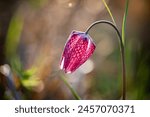 endangered wild Chess Flower (Fritillaria meleagris) or snake
