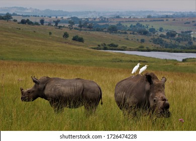 Endangered Wild South African  Rhino