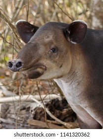 Endangered Baird’s Wild Young Tapir In Costa Rica - Osa Penninsula, Corcovado National Park- Portrait