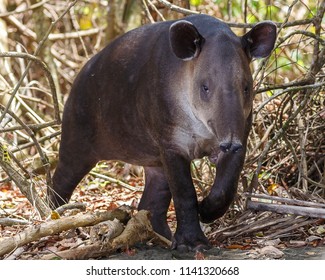 Endangered Baird’s Wild Young Tapir In Costa Rica - Osa Penninsula, Corcovado National Park
