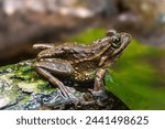 Endangered Yellow-spotted Bell frog from Australia