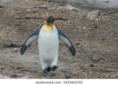 The endearing clumsy walk of a King Penguin returning to its rookery, Stanley, Falkland Islands (Islas Malvinas), UK