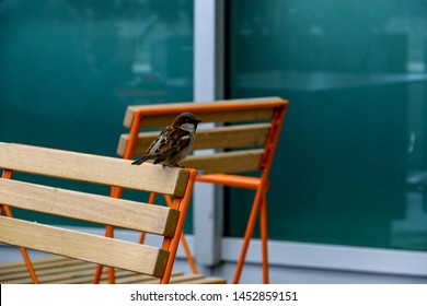 An Endearing, Friendly Little House Sparrow Bird, 'Passer Domesticus' Sits On The Back Of An Orange And Brown Garden Chair In Spring.  House Sparrow's Are Part Of The Sparrow Family Passeridae.