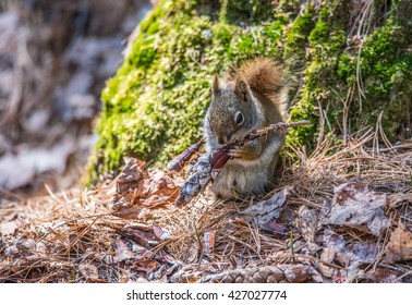 Endearing springtime Red squirrel close up in the wild,  sitting up in a bed of pine needles  at the base of a Northern Ontario pine tree and eating seeds from a cone