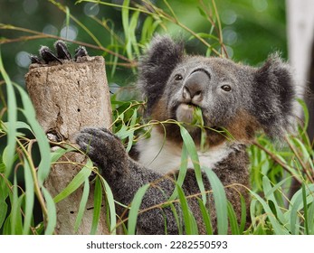 Endearing winsome Koala happily munching on Eucalyptus leaves.         