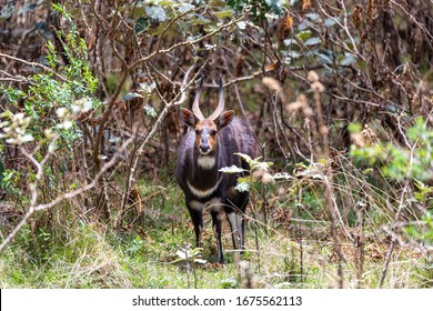 endemic animals Menelik Bushbuck in natural habitat, Tragelaphus scriptus menelik, Bale Mountain, Ethiopia, Africa safari wildlife