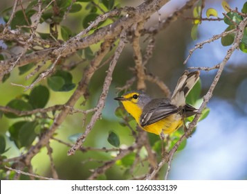 Endemic Barbuda warbler (Setophaga subita) on the island of Barbuda in the Caribbean.